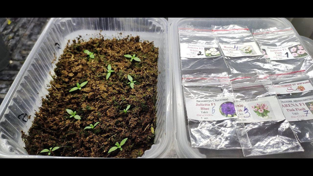 Эустома из семян. Самый простой способ посева эустомы. Легкий уход за всходами в одном видео. смотреть онлайн