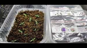 Эустома из семян. Самый простой способ посева эустомы. Легкий уход за всходами в одном видео.