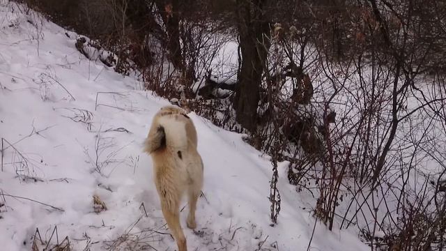 Зевс учуял лису! смотреть онлайн