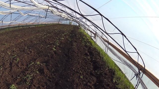 Борьба с сорняками в Теплице! Мотоблок нам в помощь. смотреть онлайн