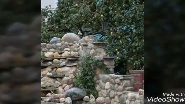 Найди кота 😺 (2 часть) смотреть онлайн