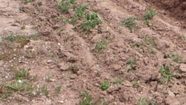 МОТОБЛОК БЕЛАРУС МТЗ-13, ВСПАШКА ПЛУГОМ. смотреть онлайн