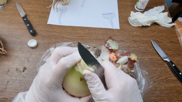 Постмагазинная обработка луковиц гиппеаструма Lemon Cream, Flamed Amadeus, Antarctica смотреть онлайн