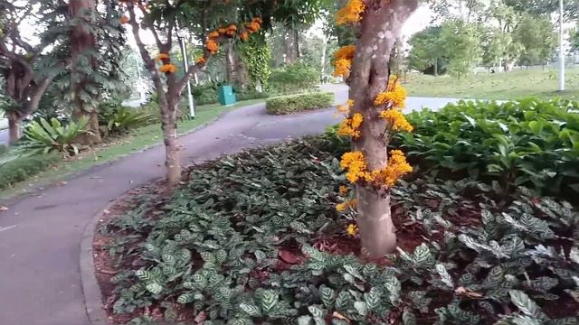 ASOKA TREE FLOWERS/ NASA PUNO TALAGA FLOWERS NIYA...AT BISHAN смотреть онлайн