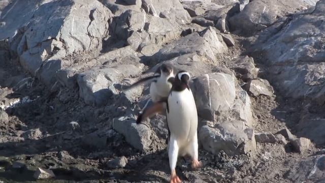 Menemukan Jenis Binatang Laut dan Darat Penguin Shark Badak Beruang Paus Kura-Kura Kodok Kudanil смотреть онлайн