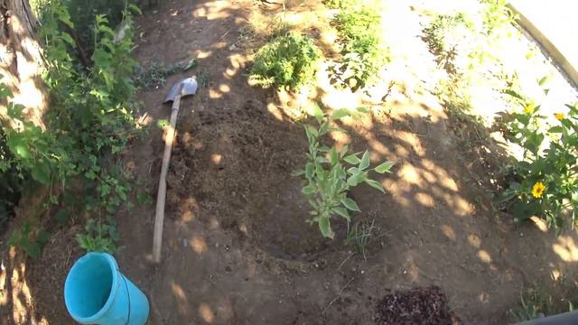 Не удержалась и купила новые растюхи в сад смотреть онлайн