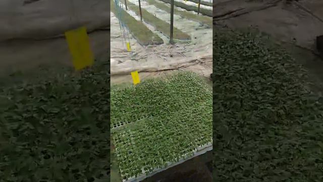 Подготовка к пекировки заливание кубиков. смотреть онлайн