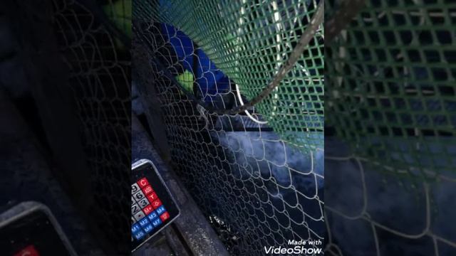 07.01.запуск 175кг форели на малый водоем в КОКИНО смотреть онлайн