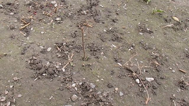 Как насобирать ведро выползка. Где живет выползок смотреть онлайн