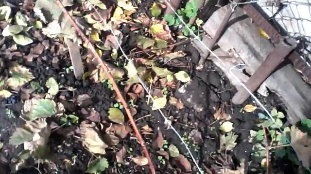 Укрытие винограда на зиму. смотреть онлайн