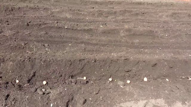 посадка картошки культиватором смотреть онлайн