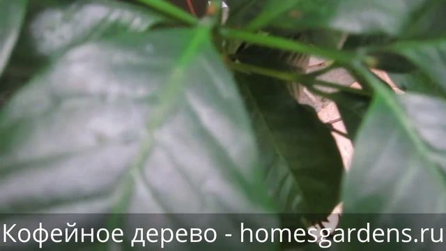 Кофейное дерево - растение для кофеманов смотреть онлайн