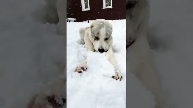 Алабай редкого окраса белый тигр! В питомнике есть свободные щенки ✔+79373699903 Евгений. смотреть онлайн
