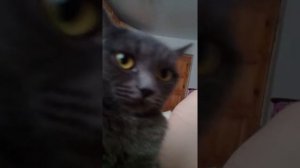 Кошка издаёт странные звуки