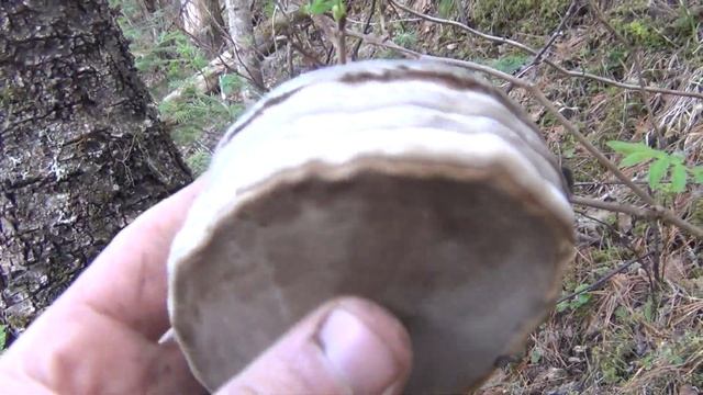 Выживание в лесу О пользе ложный Трутовик рыбалка охота тайга лес природа в поход туризм отдых смотреть онлайн