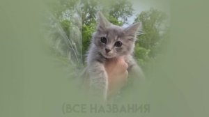 Подборка вайбово-грустных русских песен (speed up)))