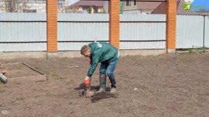 Как избавиться от проволочника: 5 лучших способов