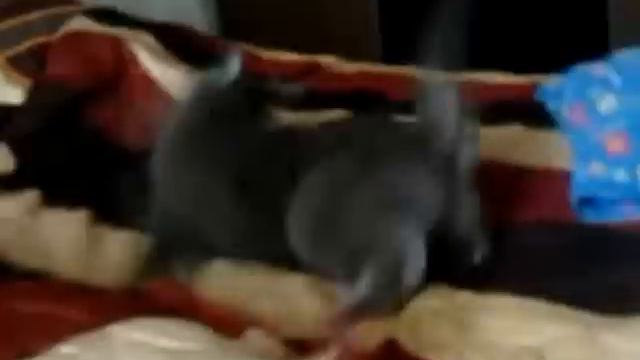 Кот Лукас смотреть онлайн