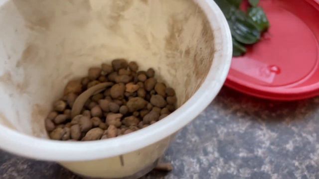 Размножение Декабриста или кактуса Шлюмбергера в воде. Пересадка в грунт. смотреть онлайн