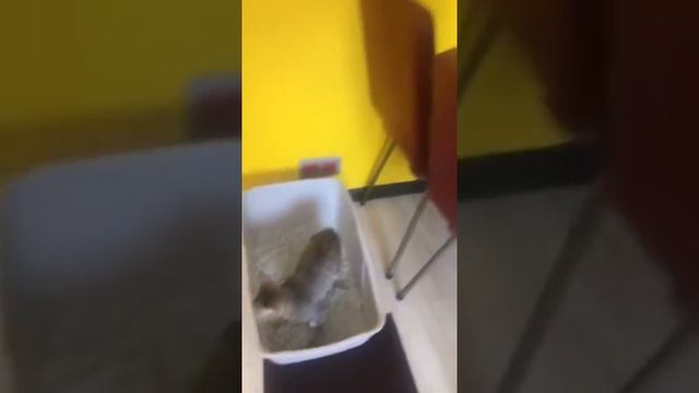 Бумажные наполнители для кошачьих туалетов и грызунов Хутор Ахвола Ahvolan Maatila смотреть онлайн