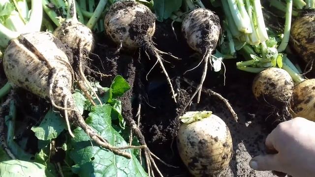 Пора убирать репу....конец сентября начало октября.