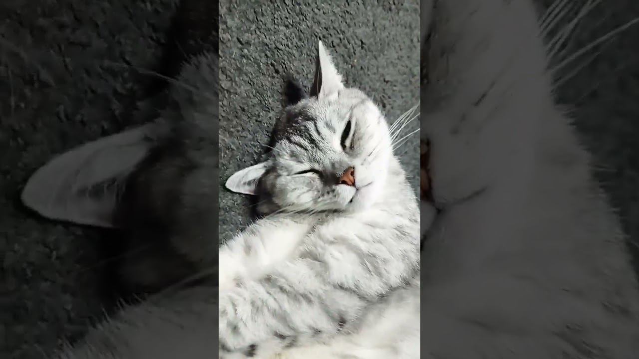Очень милый котик #Shorts смотреть онлайн
