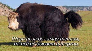 Як. Интересно знать #як