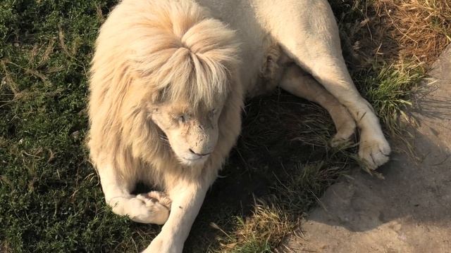 Леон с красивой причёской! Тайган. Leon with a beautiful haircut! Taigan. смотреть онлайн