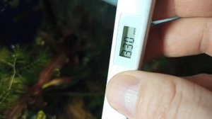 Вода в Аквариуме, Проверка Тестером Xiaomi TDS Проверить воду на содержание солей и тяжелых металло