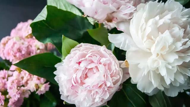 Для самых маленьких. Учимся говорить. 20 слов. Цветы. смотреть онлайн