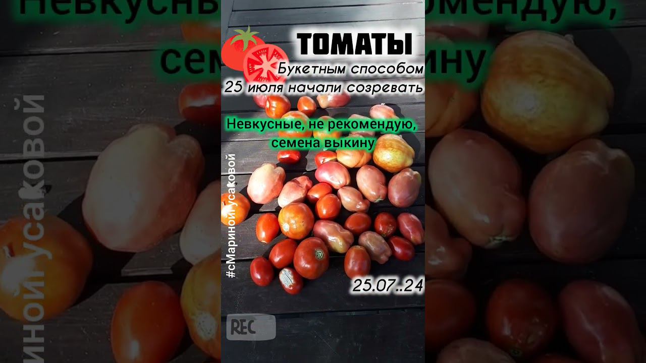 ТОМАТЫ выращенные букетным способом НАЧАЛИ ПОСПЕВАТЬ | с Мариной Гусаковой смотреть онлайн