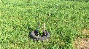 Бахча  Арбузы под пленкой  Эксперимент