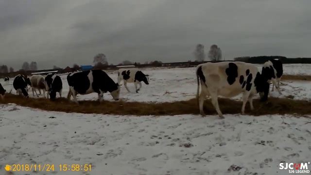 кормление крс сеном. смотреть онлайн