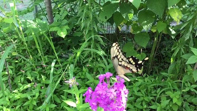 Giant swallowtail visiting phlox смотреть онлайн