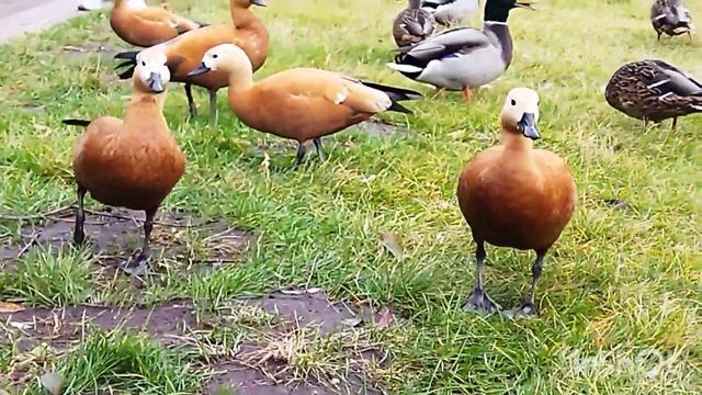 НА ПРИРОДЕ ГУСИ ЛЕБЕДИ. ГА ГА