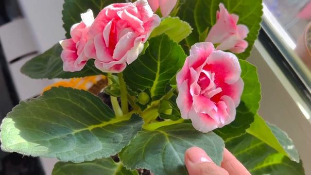 Глоксиния Уход в домашних условиях часть 1 смотреть онлайн