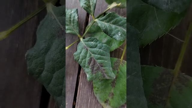 Ложная мучнистая роса и чёрная пятнистость,как отличить и не путать... смотреть онлайн