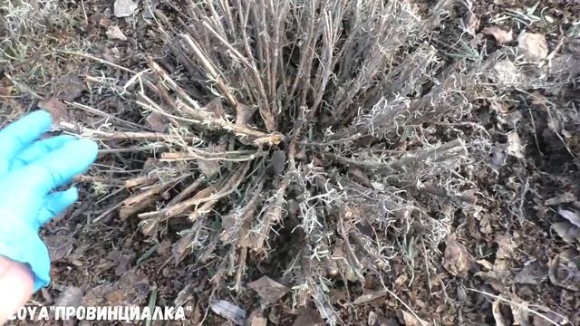 Обрезаю и формирую ЛАВАНДУ для красивого цветения/#деревня #лаванда #цветы #весна смотреть онлайн