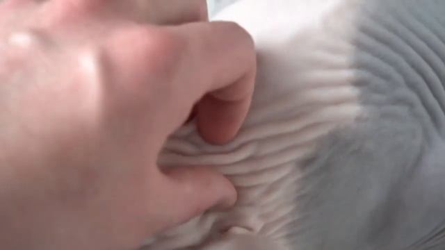 11 Reasons Why You should NEVER EVER Own A Sphynx Cat смотреть онлайн