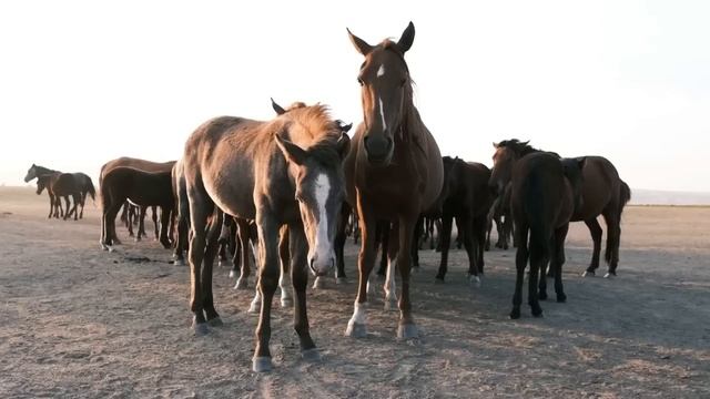 Horses, Videos With Horses In Nature, Farms, Lawns. Many Horses / Лошади на ферме , лошадки на поле