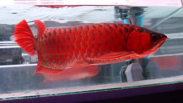 Beautiful Types Of Arowana In Big Tank | Super Rare Monster Arowana Fish