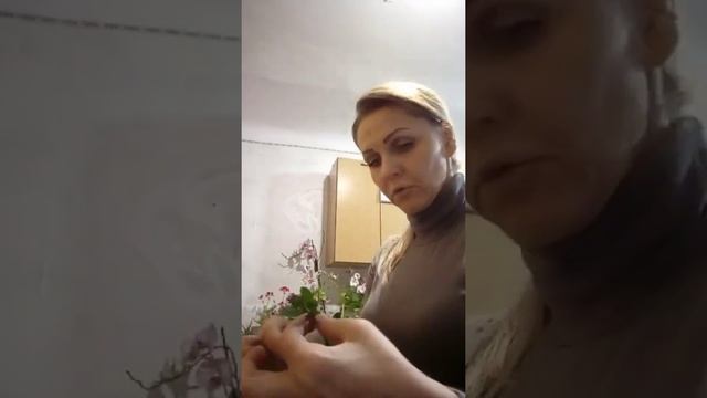 Размножение каландивы каланхоэ смотреть онлайн