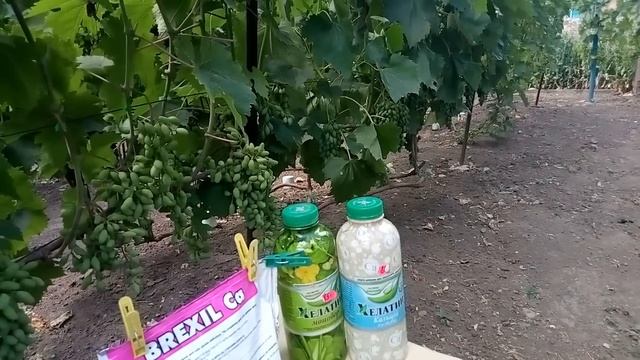 Брексил кальций и Хелатин калий для виноградника смотреть онлайн