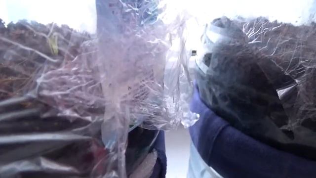 Рассада на фитильном поливе фитильный способ выращивания рассады