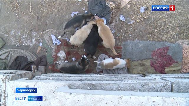 Редакция «Вестей» поможет с доставкой тем, кто решит себе взять четвероного питомца смотреть онлайн