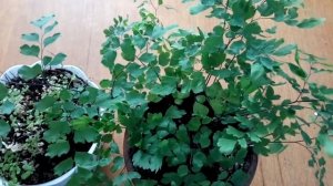 Как вырастить Адиантум или Венерин волос.