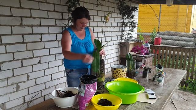 Посадка в закрытую систему орхидеи Клеопатра. Большая колба смотреть онлайн