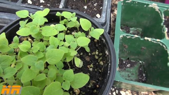 ⟹ TPS | Solanum tuberosum | TRUE POTATO SEED | growing potato from seed смотреть онлайн