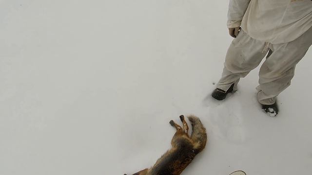 Везунчик заяц, страшный Лис и МАЗИЛА!!! Охота на зайца и лису. смотреть онлайн