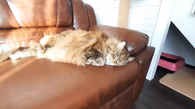 ЖИЗНЬ С МЕЙН-КУНАМИ/ ЧЕМ КАТЕГОРИЧЕСКИ НЕЛЬЗЯ КОРМИТЬ КОШЕК / РЕЖИМ ПИТАНИЯ смотреть онлайн